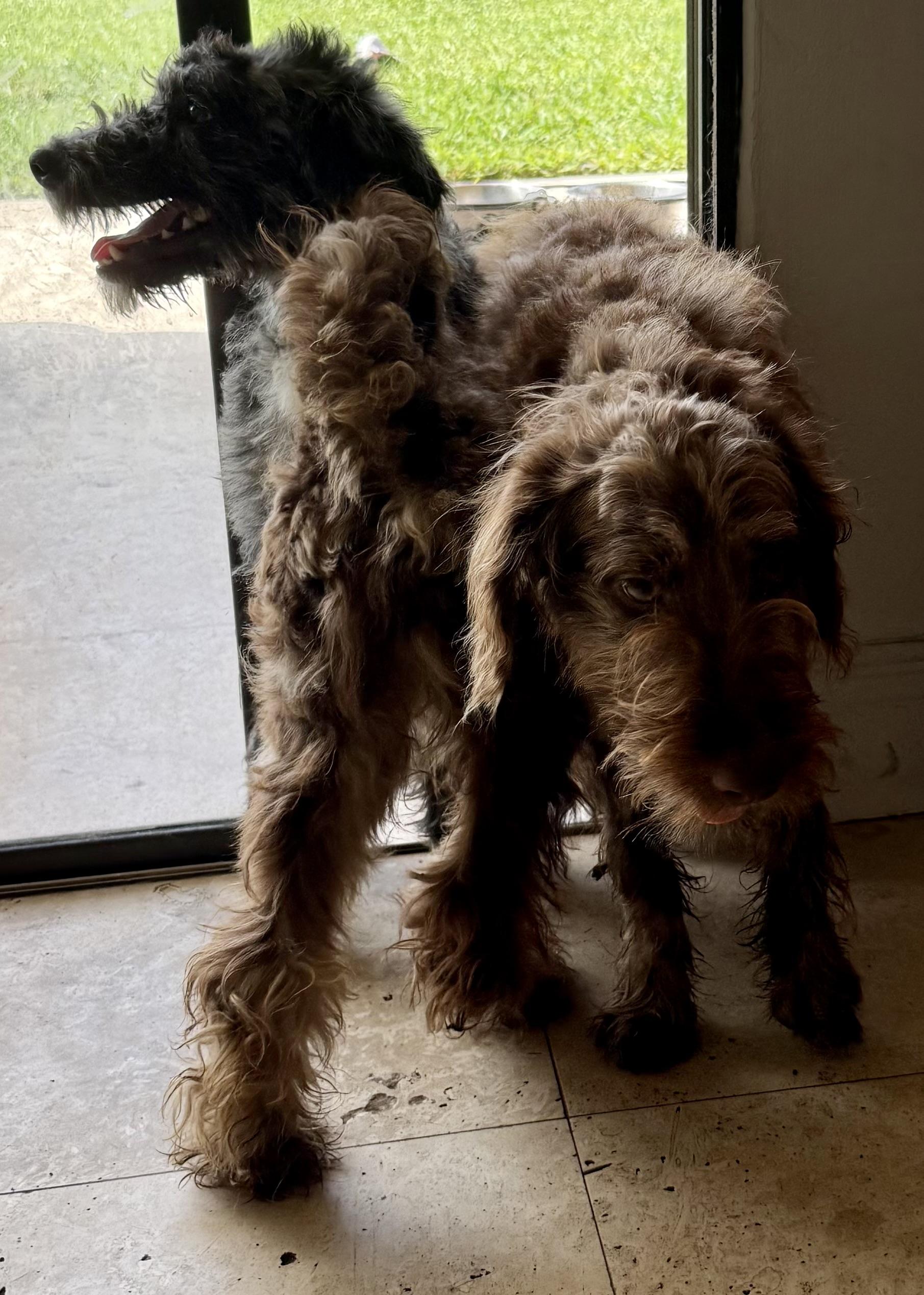 Hypoallergenic Labradoodle Puppy Boy Win, an adopted Labradoodle in Boca Raton, FL image 5/6