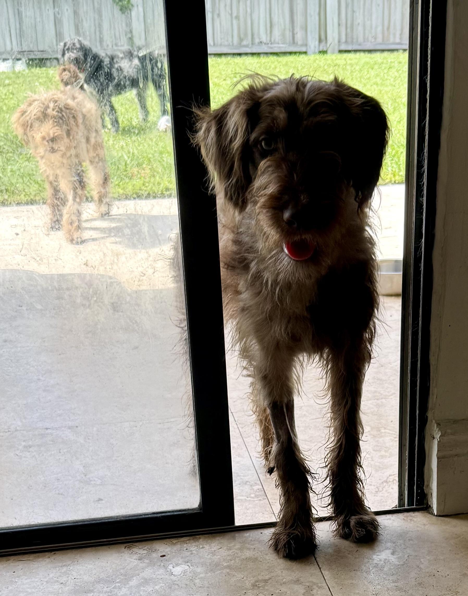 Hypoallergenic Labradoodle Puppy Boy Win, an adopted Labradoodle in Boca Raton, FL image 6/6