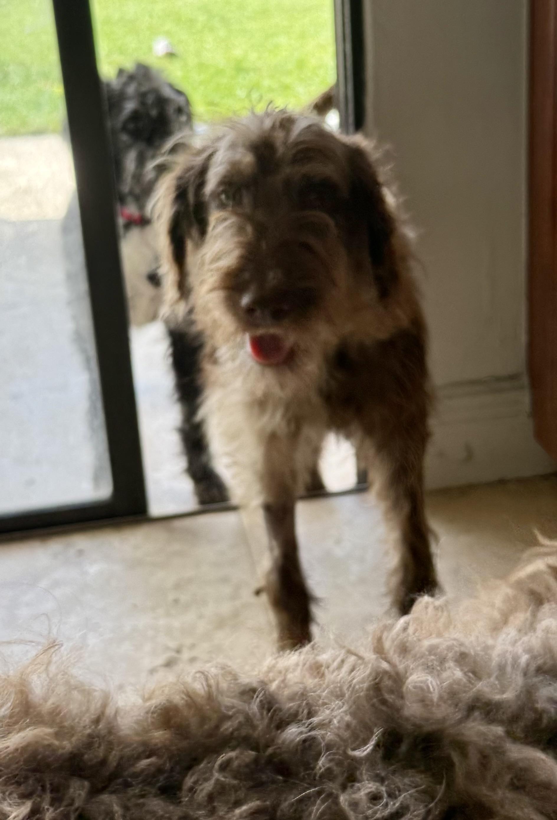 Hypoallergenic Labradoodle Puppy Boy Win, an adopted Labradoodle in Boca Raton, FL image 4/6