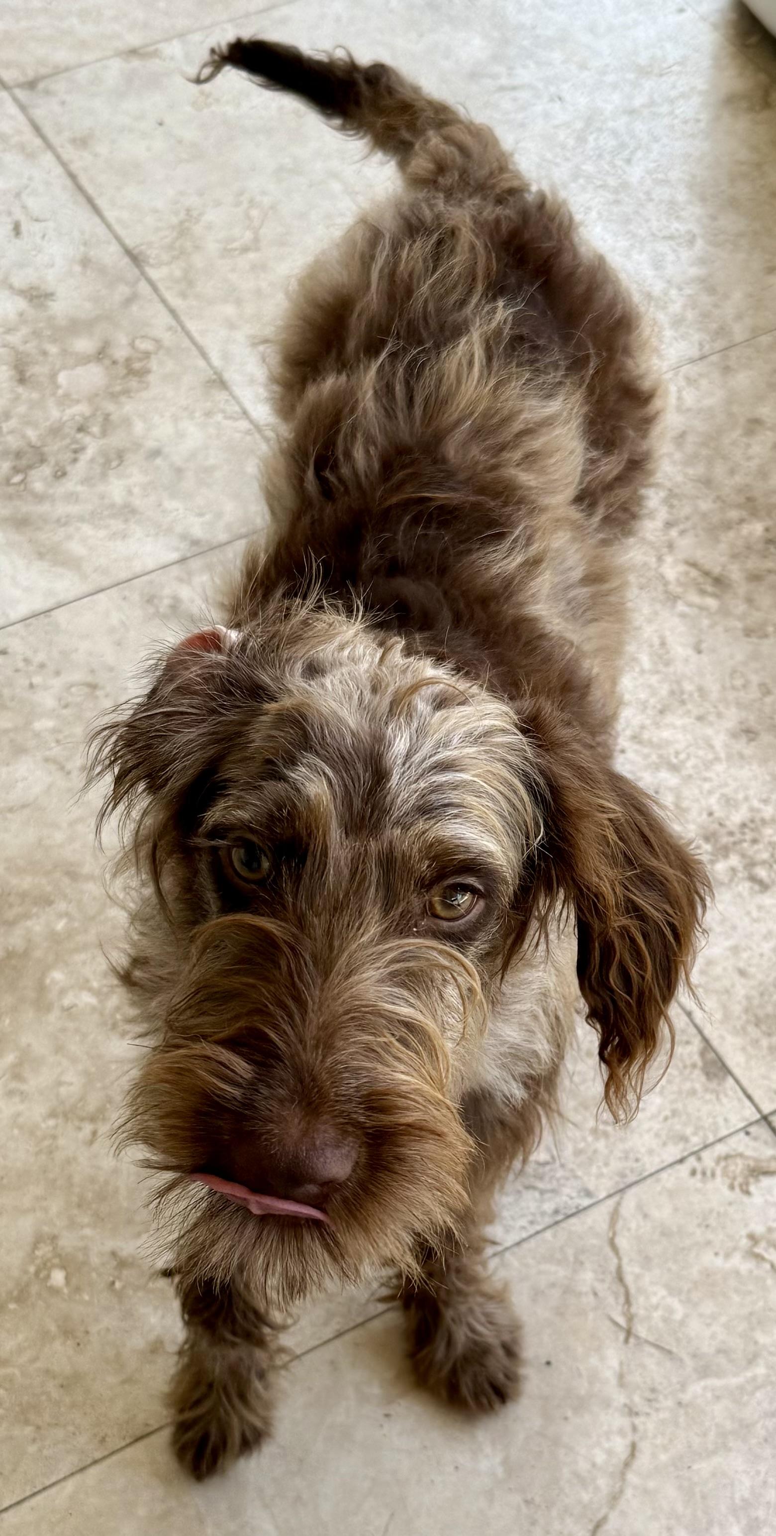 Hypoallergenic Labradoodle Puppy Boy Win, adopted, Puppy Male Labradoodle.