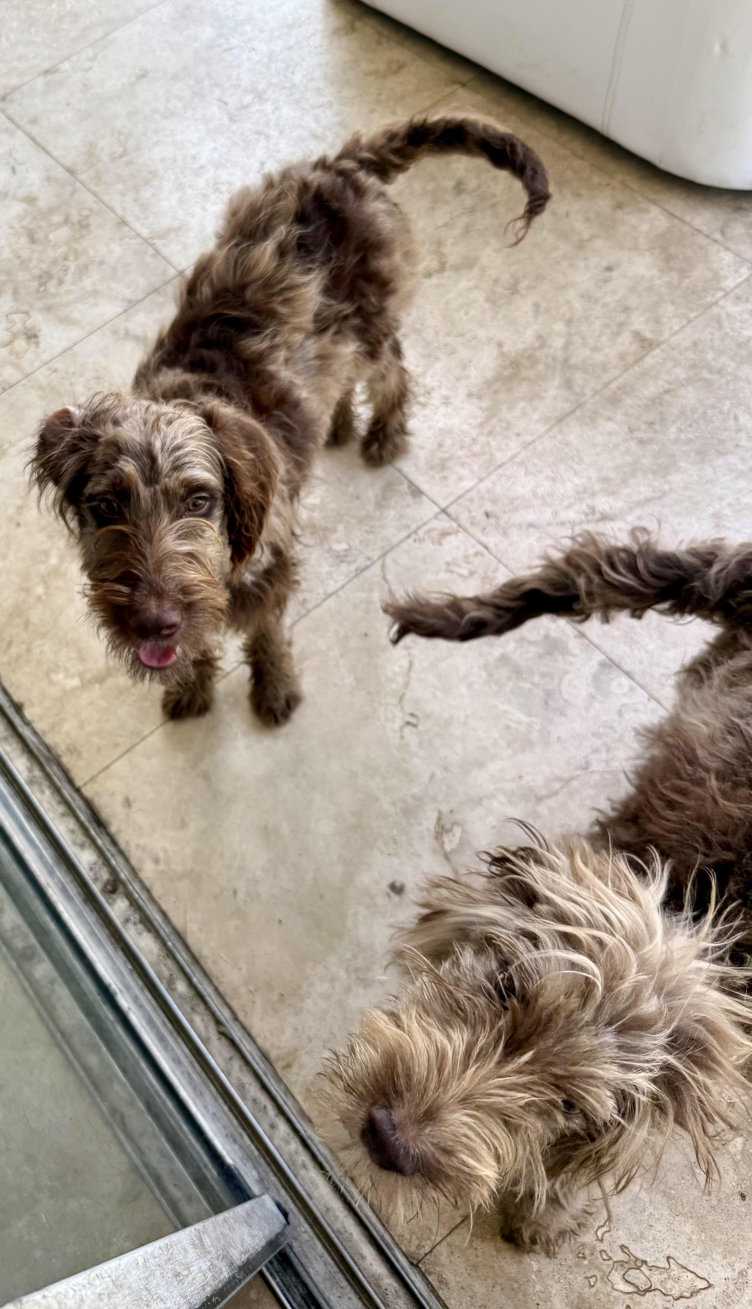 Hypoallergenic Labradoodle Puppy Boy Win, an adopted Labradoodle in Boca Raton, FL image 3/6