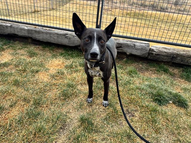 Enlarge RADAR, a Adoptable mixed breed in Pueblo, CO image 1/1