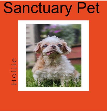 Hollie, a Adoptable Shih Tzu in Cuba, NY image 1/2