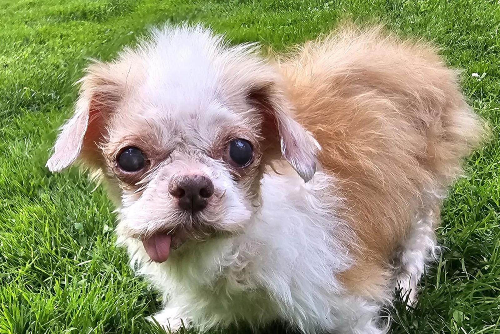 Hollie, a Adoptable Shih Tzu in Cuba, NY image 2/2