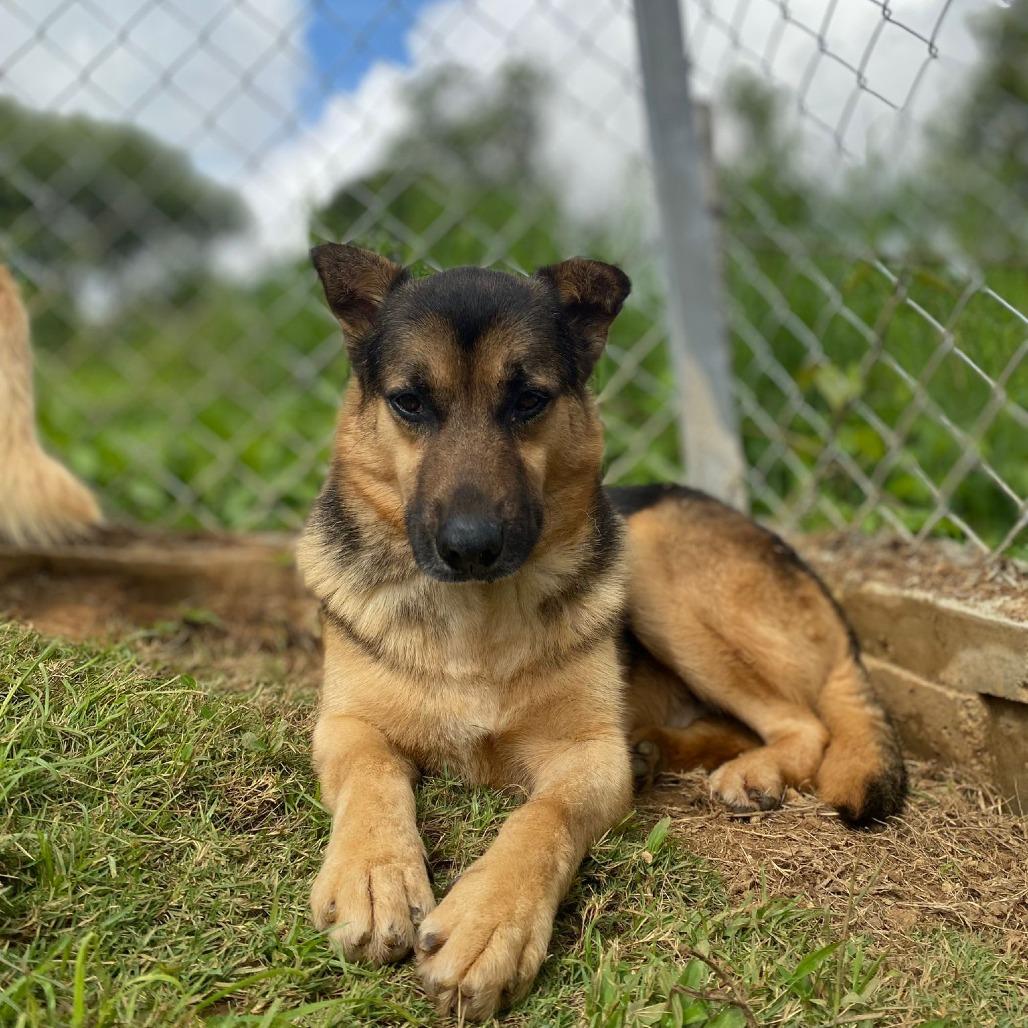 Apollo, Adoptable, Adult Male German Shepherd Dog.