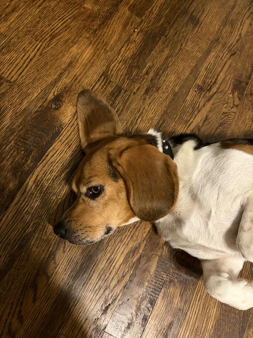 Buster Beagle, Adoptable, Adult Male Beagle.
