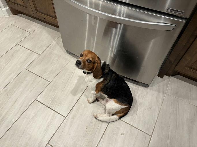 Enlarge Buster Beagle, a Adoptable Beagle in TULSA, OK image 2/6