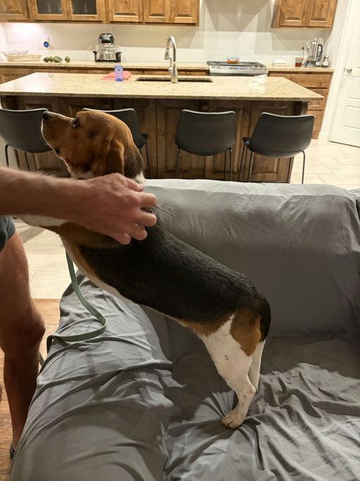 Enlarge Buster Beagle, a Adoptable Beagle in TULSA, OK image 4/6