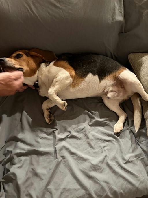 Enlarge Buster Beagle, a Adoptable Beagle in TULSA, OK image 5/6