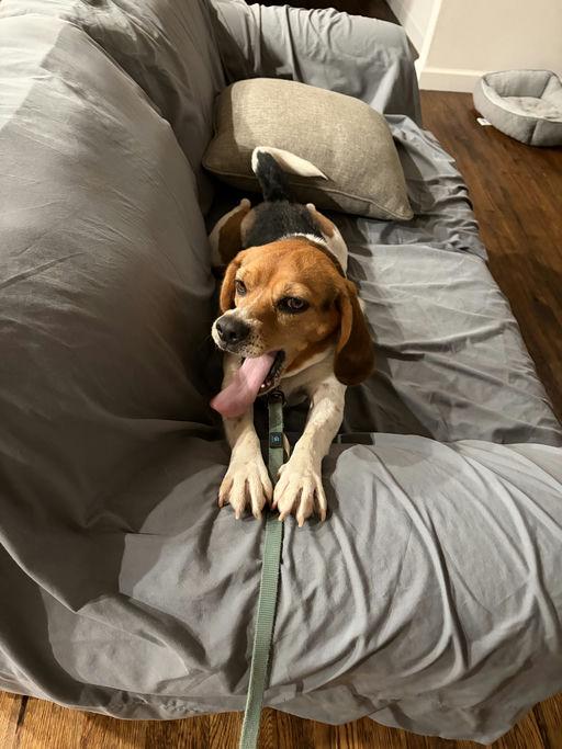 Enlarge Buster Beagle, a Adoptable Beagle in TULSA, OK image 6/6