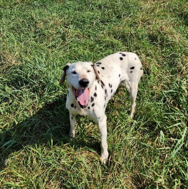 Saisai, an adoptable Dalmatian in Markham, ON, L3R 7Z1 | Photo Image 1