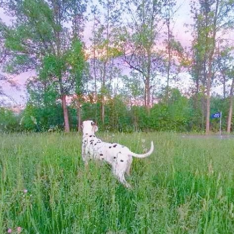Saisai, an adoptable Dalmatian in Markham, ON, L3R 7Z1 | Photo Image 3