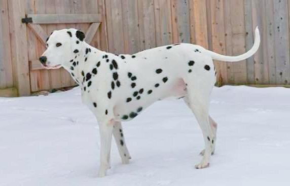 Saisai, an adoptable Dalmatian in Markham, ON, L3R 7Z1 | Photo Image 2