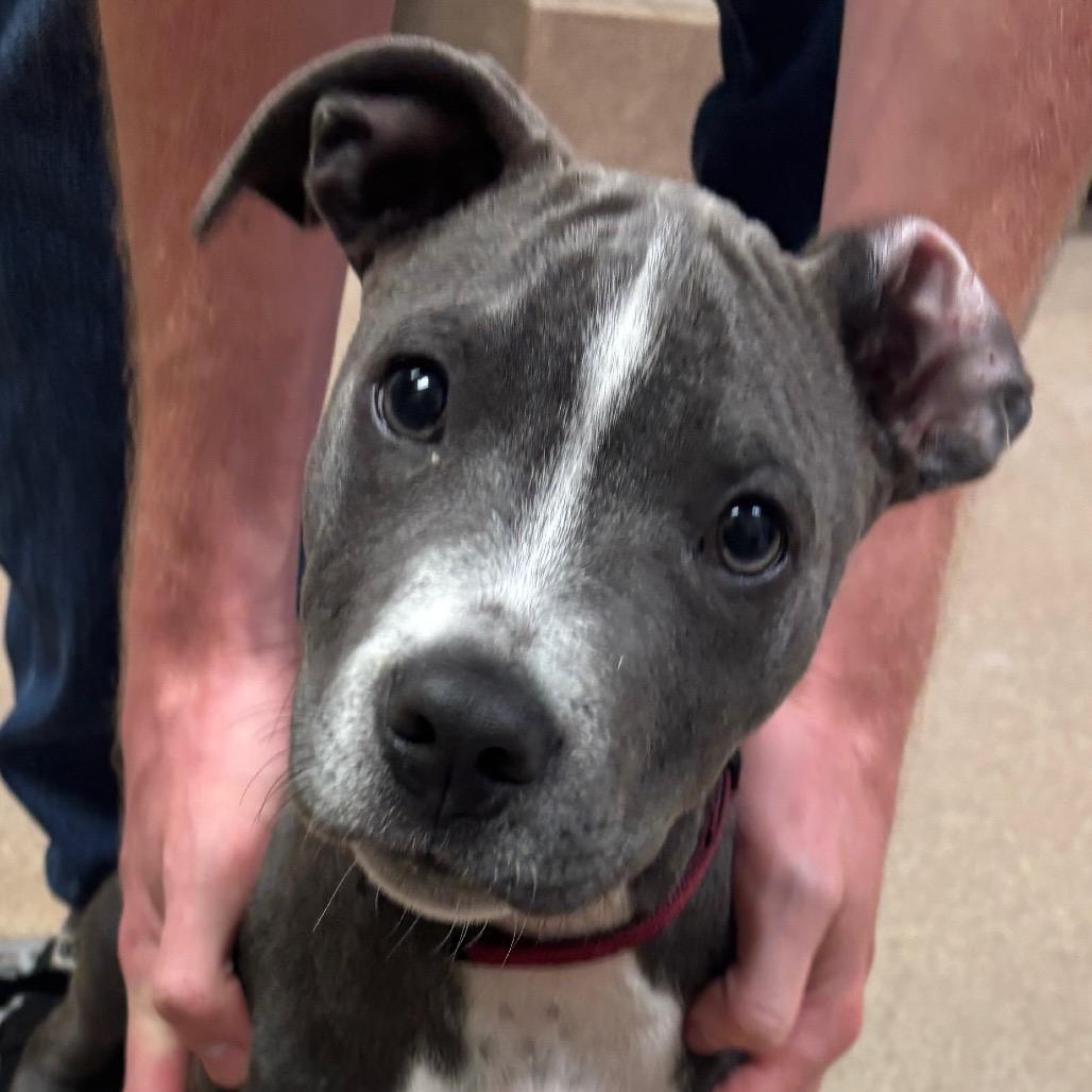 Enlarge Fang, a Adoptable Pit Bull Terrier in Hinesville, GA image 1/1