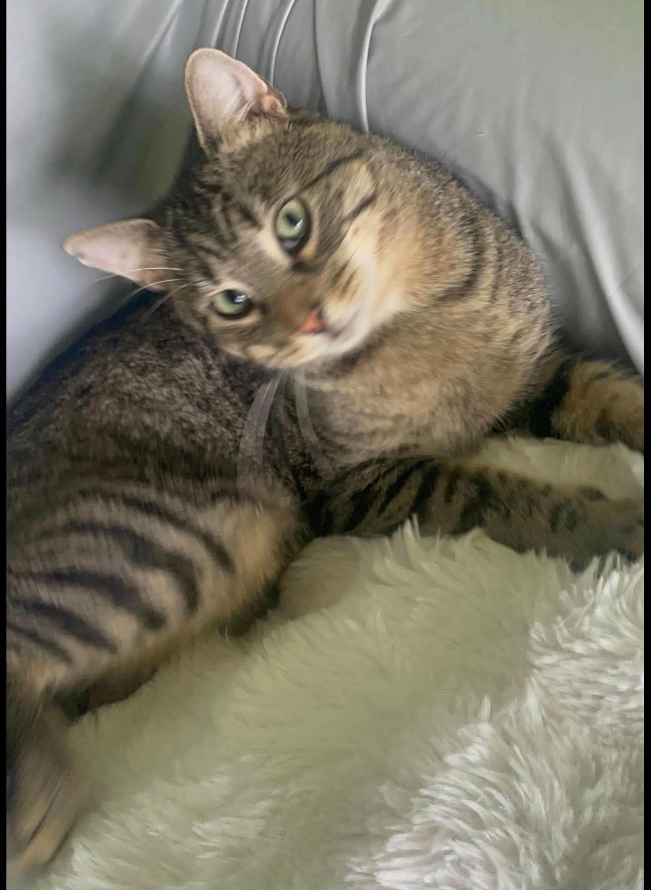 Enlarge Junior, a Adoptable Domestic Short Hair in Brooklyn , NY image 1/6