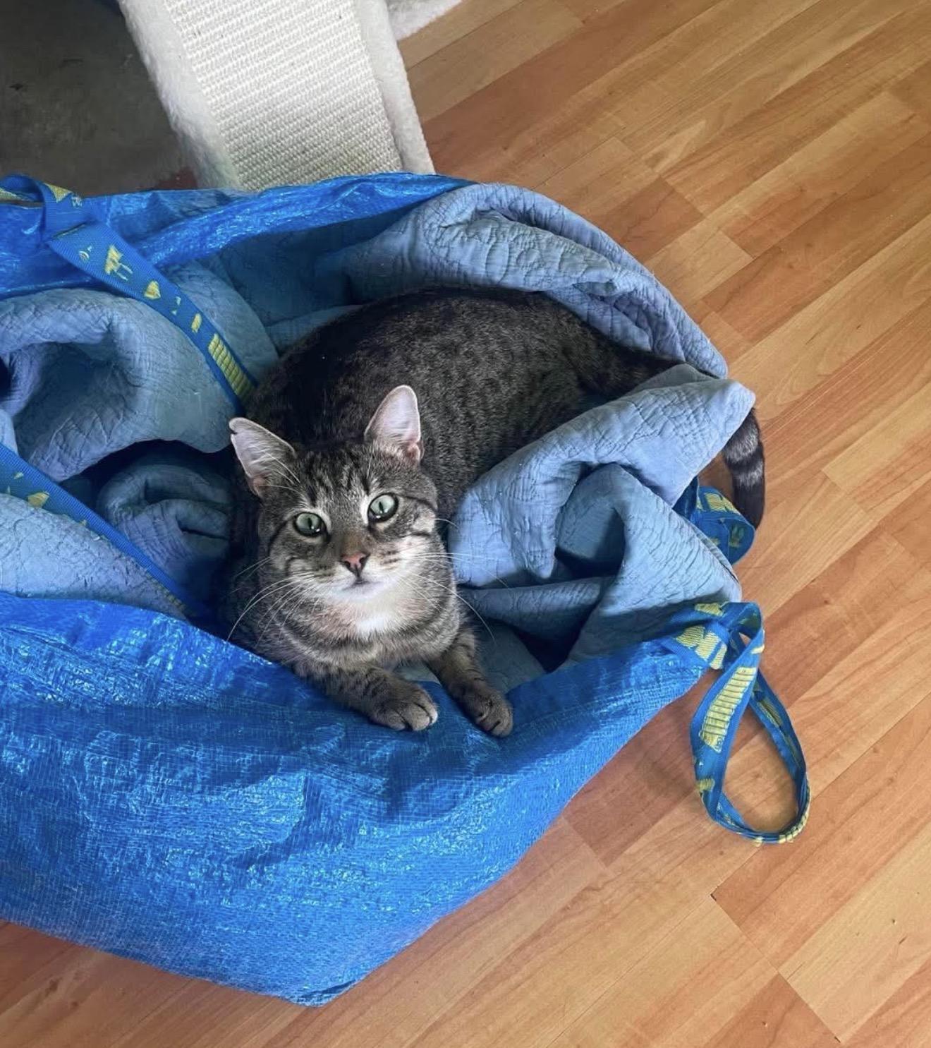 Enlarge Junior, a Adoptable Domestic Short Hair in Brooklyn , NY image 6/6