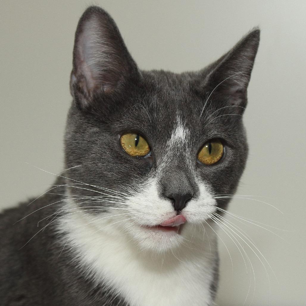 Bowtie Hyattsville, Adoptable, Young Male Domestic Short Hair.