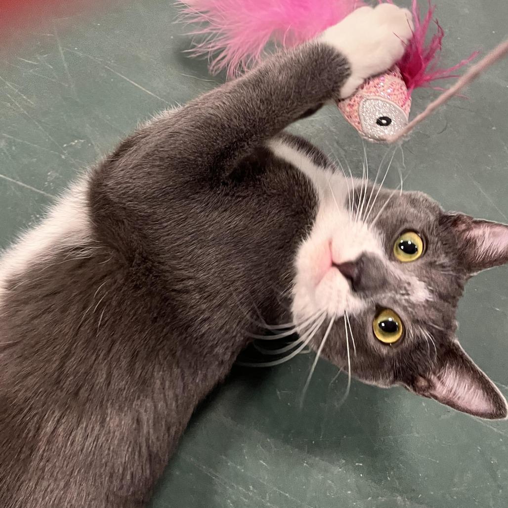 Enlarge Bowtie Hyattsville, a Adoptable Domestic Short Hair in Merrifield, VA image 2/6