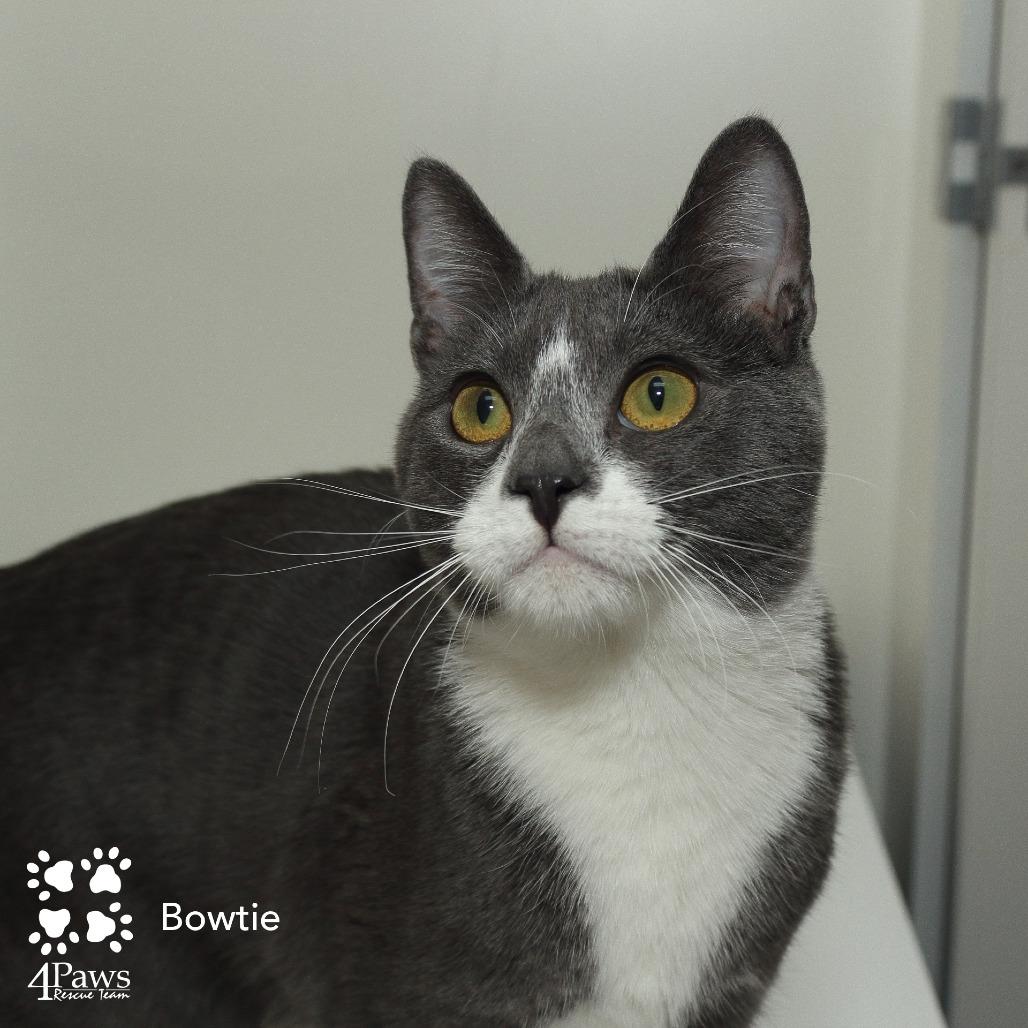 Enlarge Bowtie Hyattsville, a Adoptable Domestic Short Hair in Merrifield, VA image 3/6