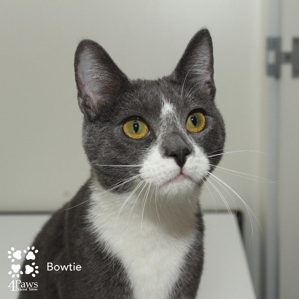 Enlarge Bowtie Hyattsville, a Adoptable Domestic Short Hair in Merrifield, VA image 5/6