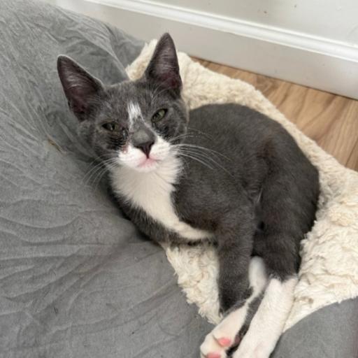 Enlarge Bowtie Hyattsville, a Adoptable Domestic Short Hair in Merrifield, VA image 1/1