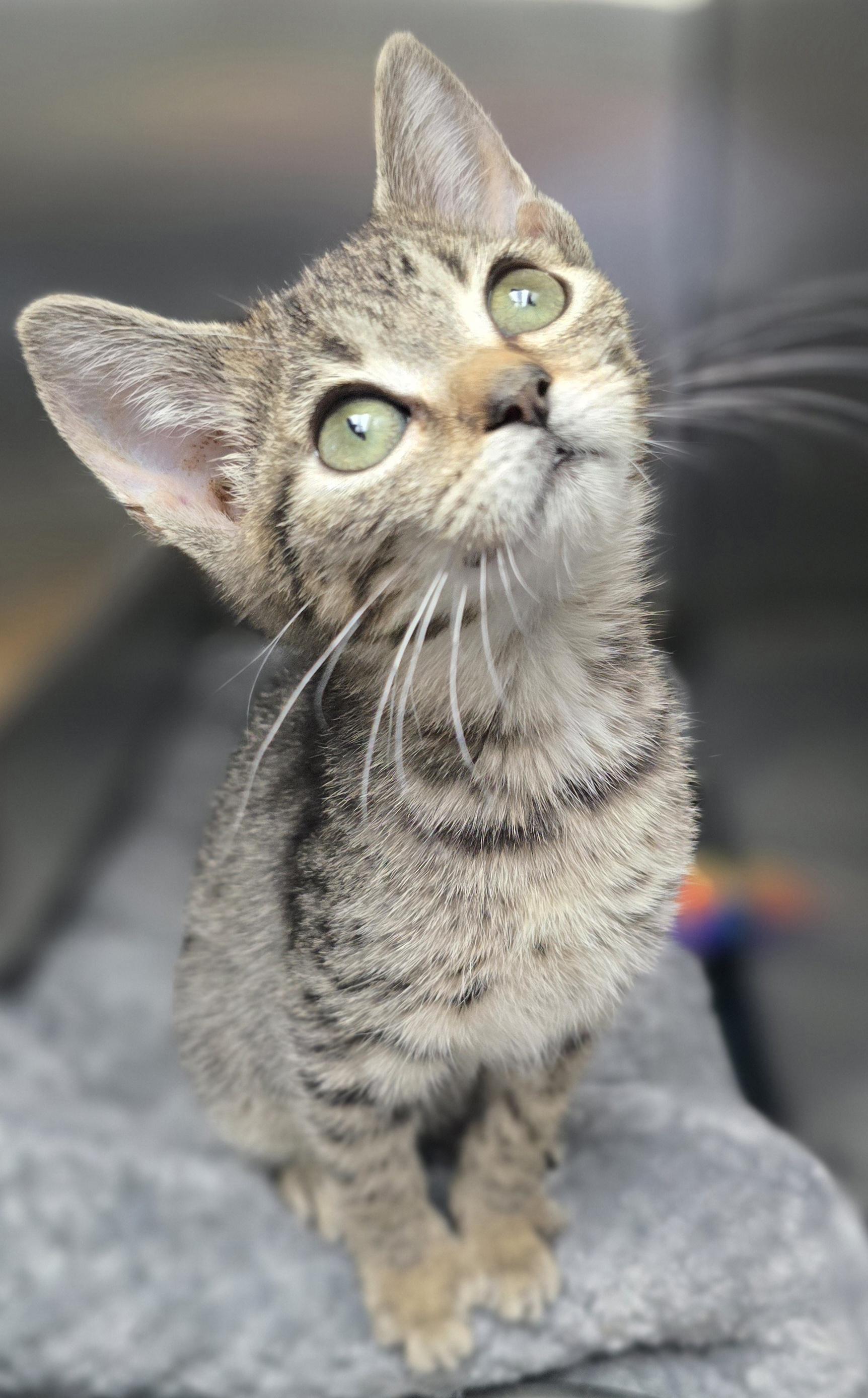 Betty, adopted, Kitten Female Domestic Short Hair.