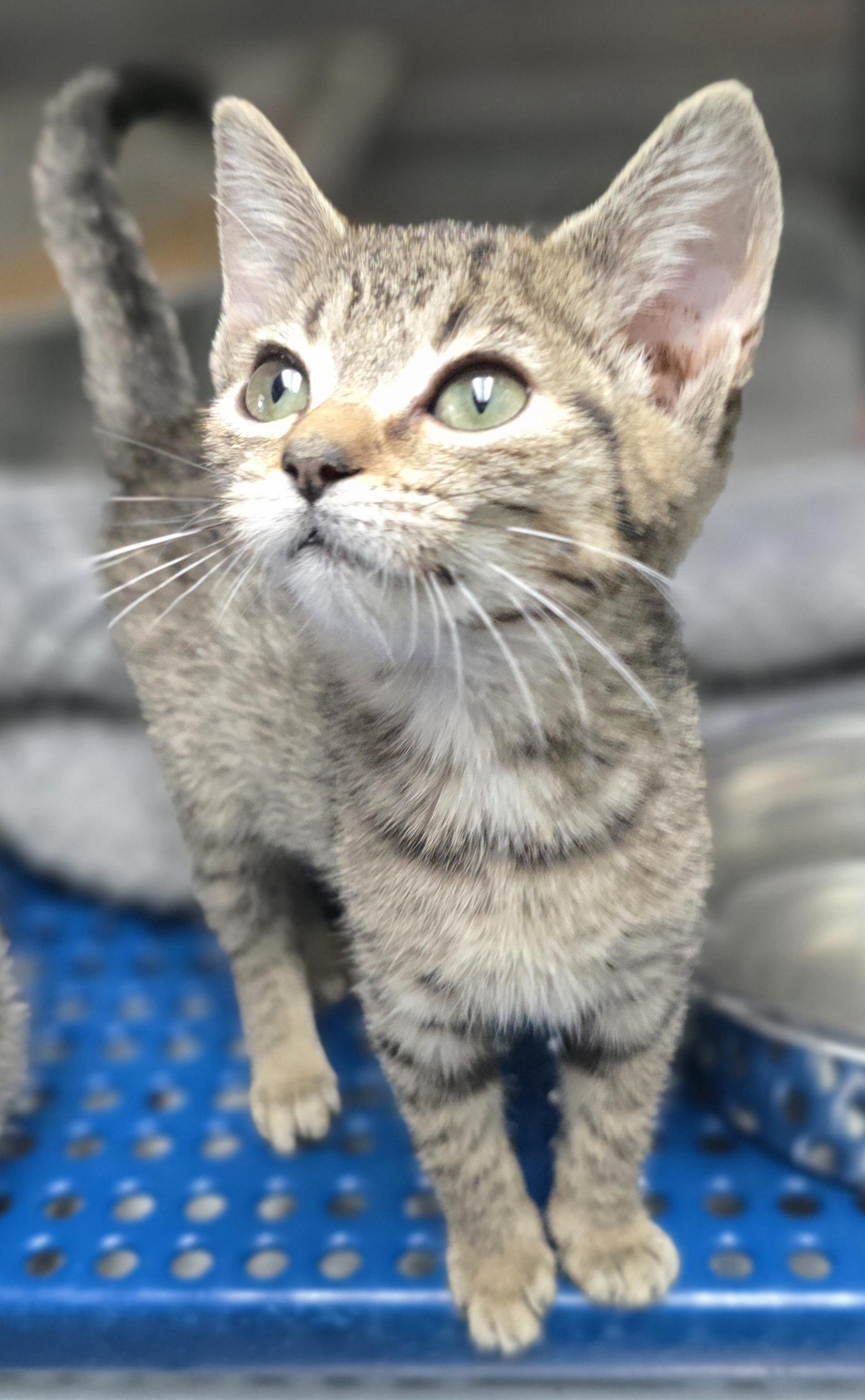 Enlarge Betty, an adopted Domestic Short Hair in Havelock, NC image 2/2