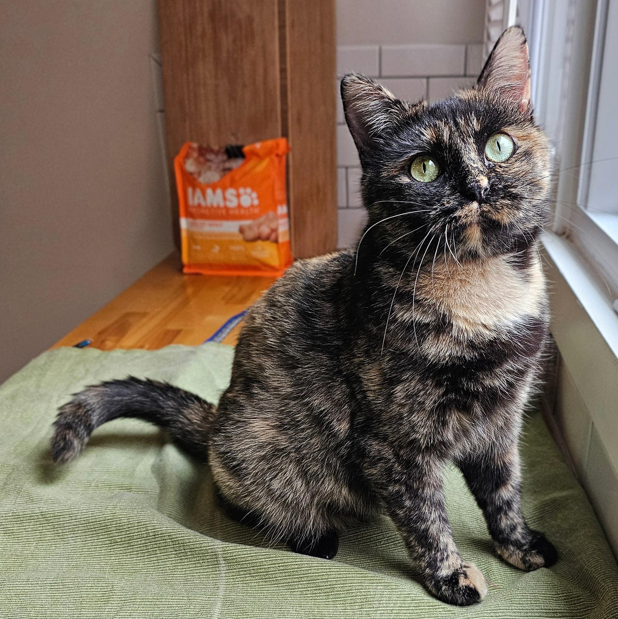 Lorelei, Adoptable, Adult Female Tortoiseshell.