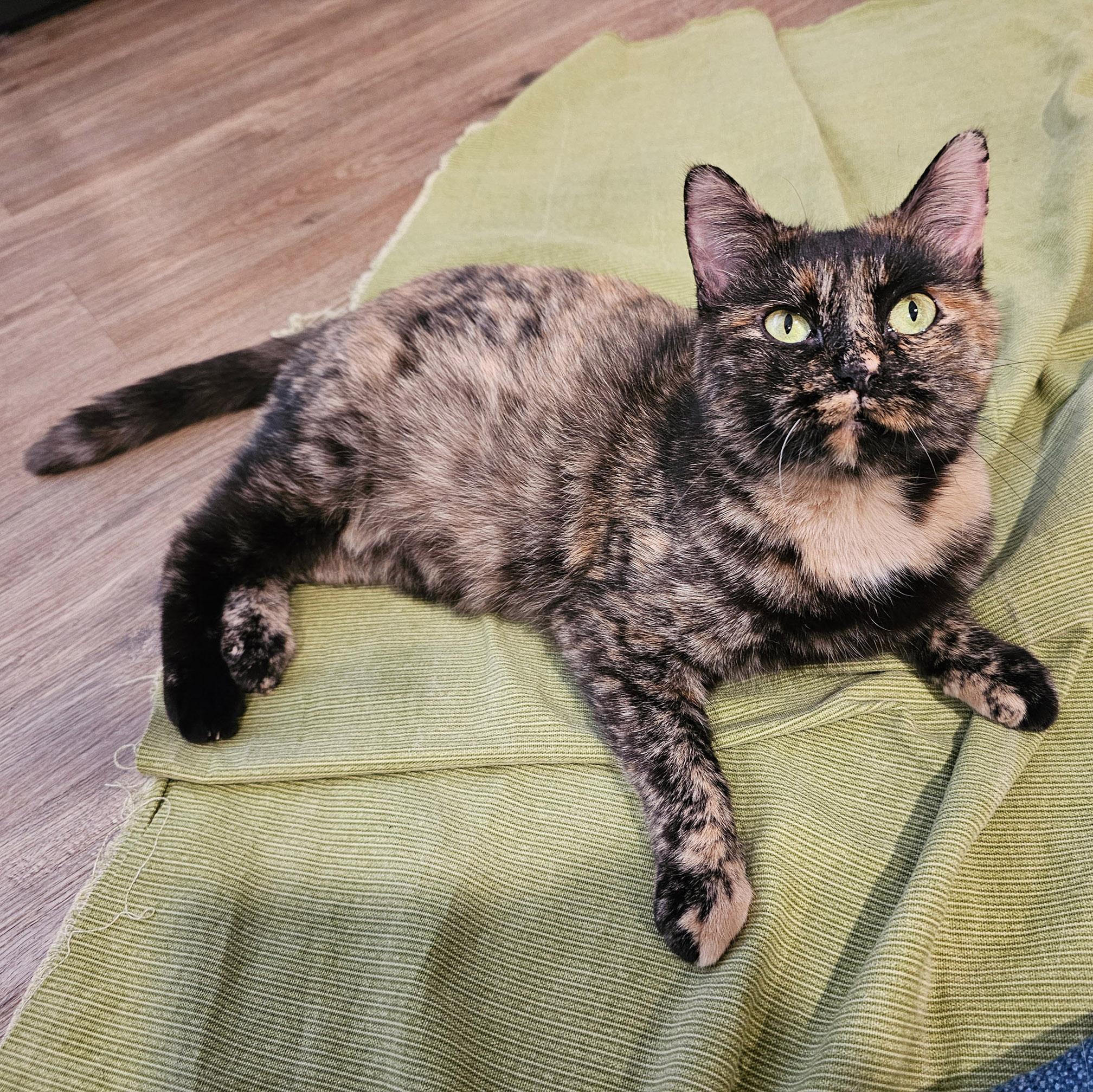Lorelei, a Adoptable Tortoiseshell in Chicago, IL image 2/6