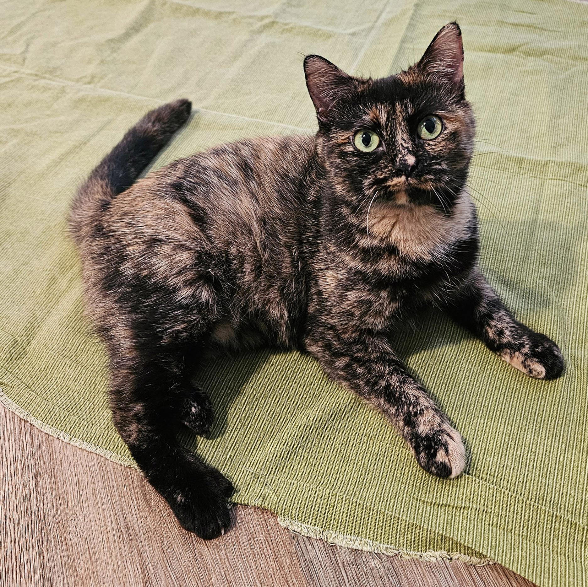 Lorelei, a Adoptable Tortoiseshell in Chicago, IL image 3/6