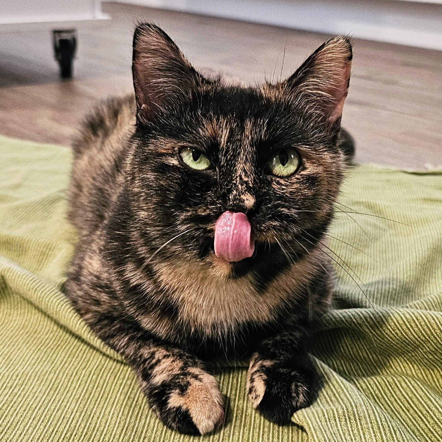 Lorelei, a Adoptable Tortoiseshell in Chicago, IL image 4/6