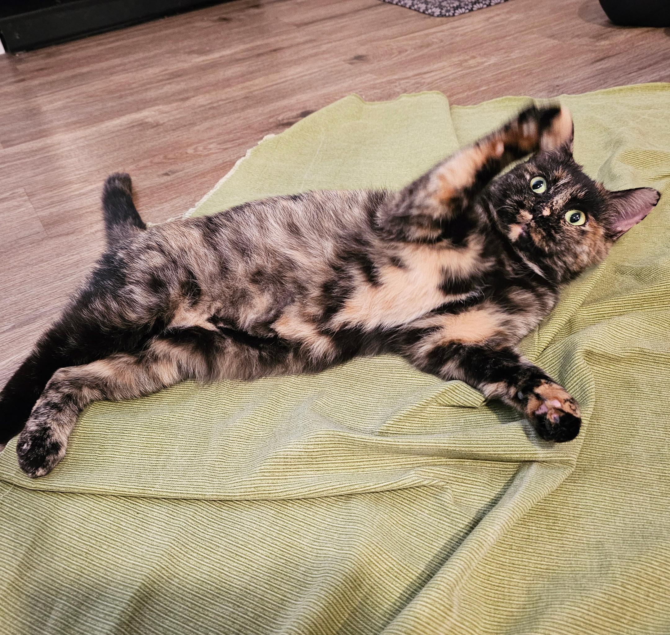 Lorelei, a Adoptable Tortoiseshell in Chicago, IL image 5/6