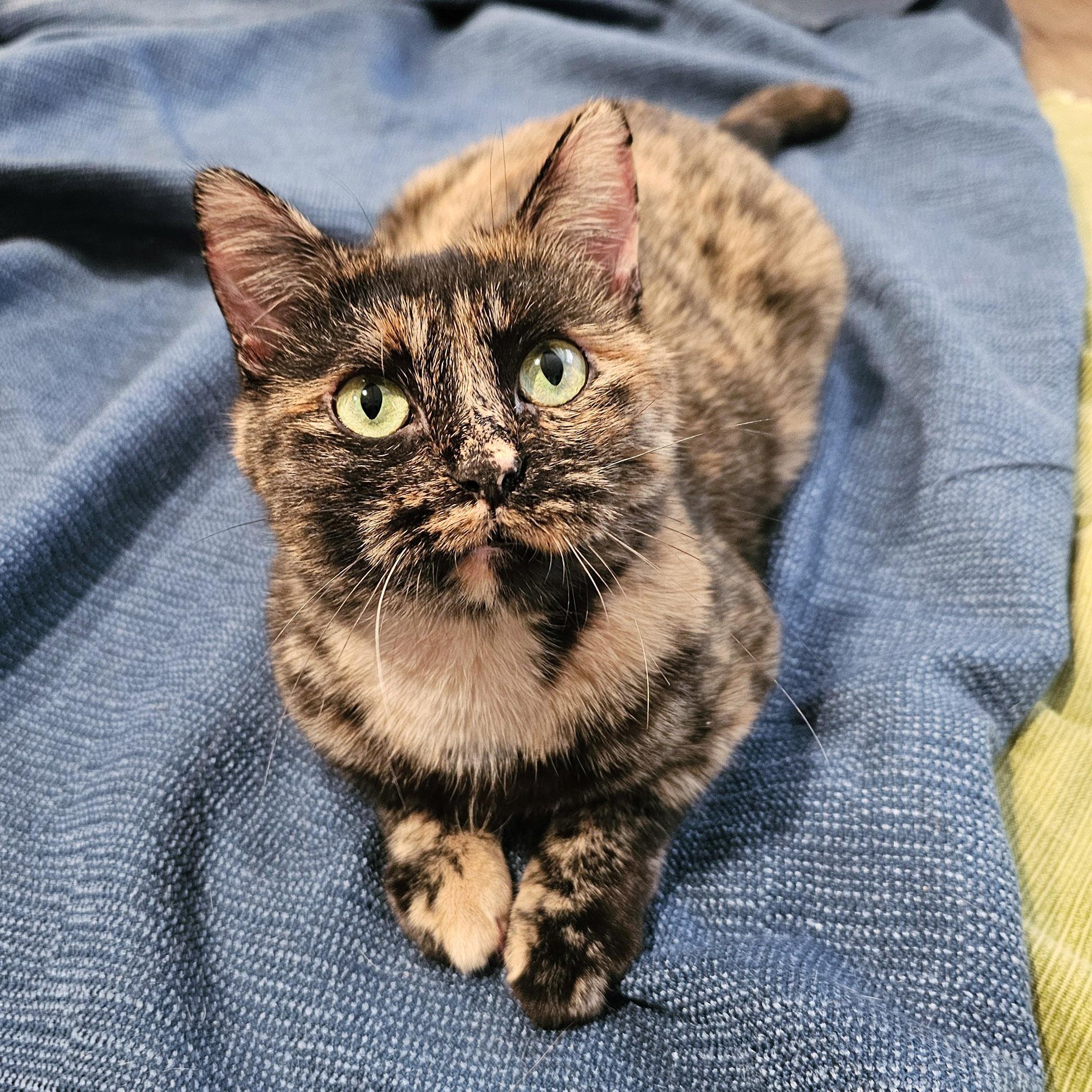 Lorelei, a Adoptable Tortoiseshell in Chicago, IL image 6/6