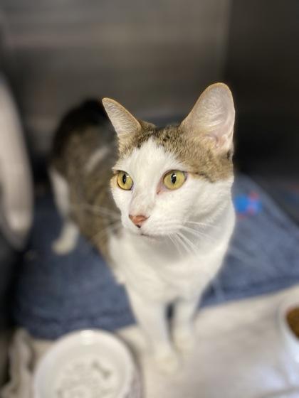 Sunshine, a Adoptable Domestic Short Hair in Santa Paula, CA image 1/3