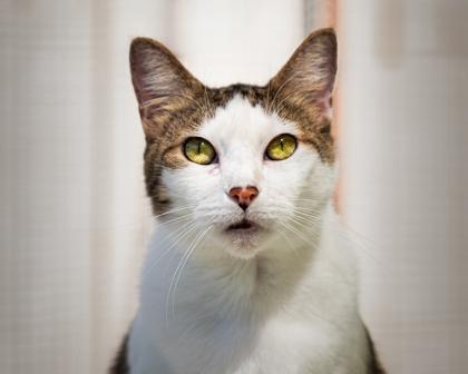 Sunshine, a Adoptable Domestic Short Hair in Santa Paula, CA image 2/3