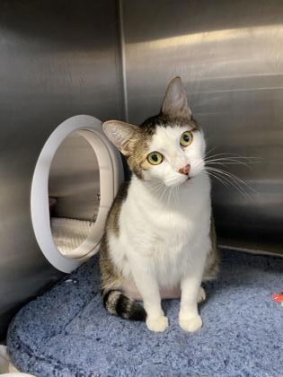 Enlarge Sunshine, a Adoptable Domestic Short Hair in Santa Paula, CA image 3/3