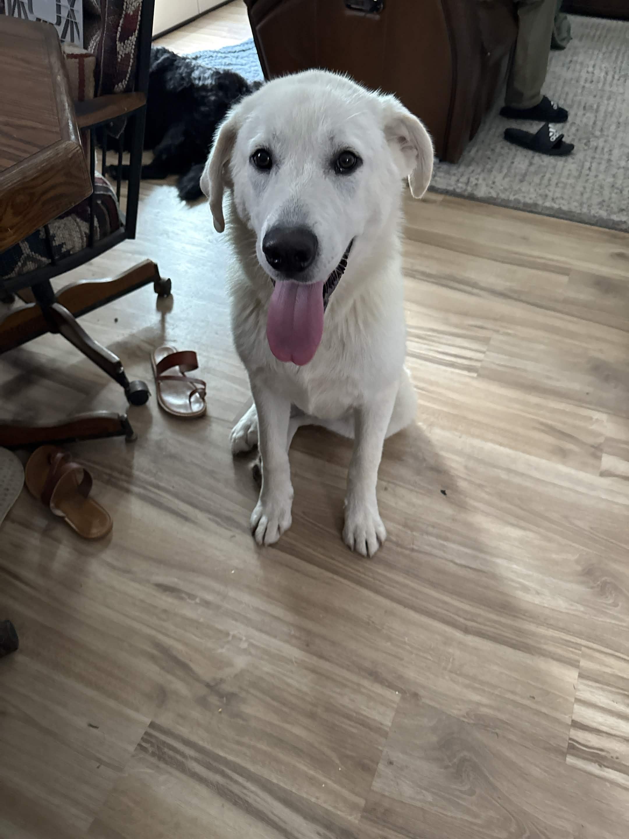 Boone, an adopted mixed breed in Austin, TX image 4/5