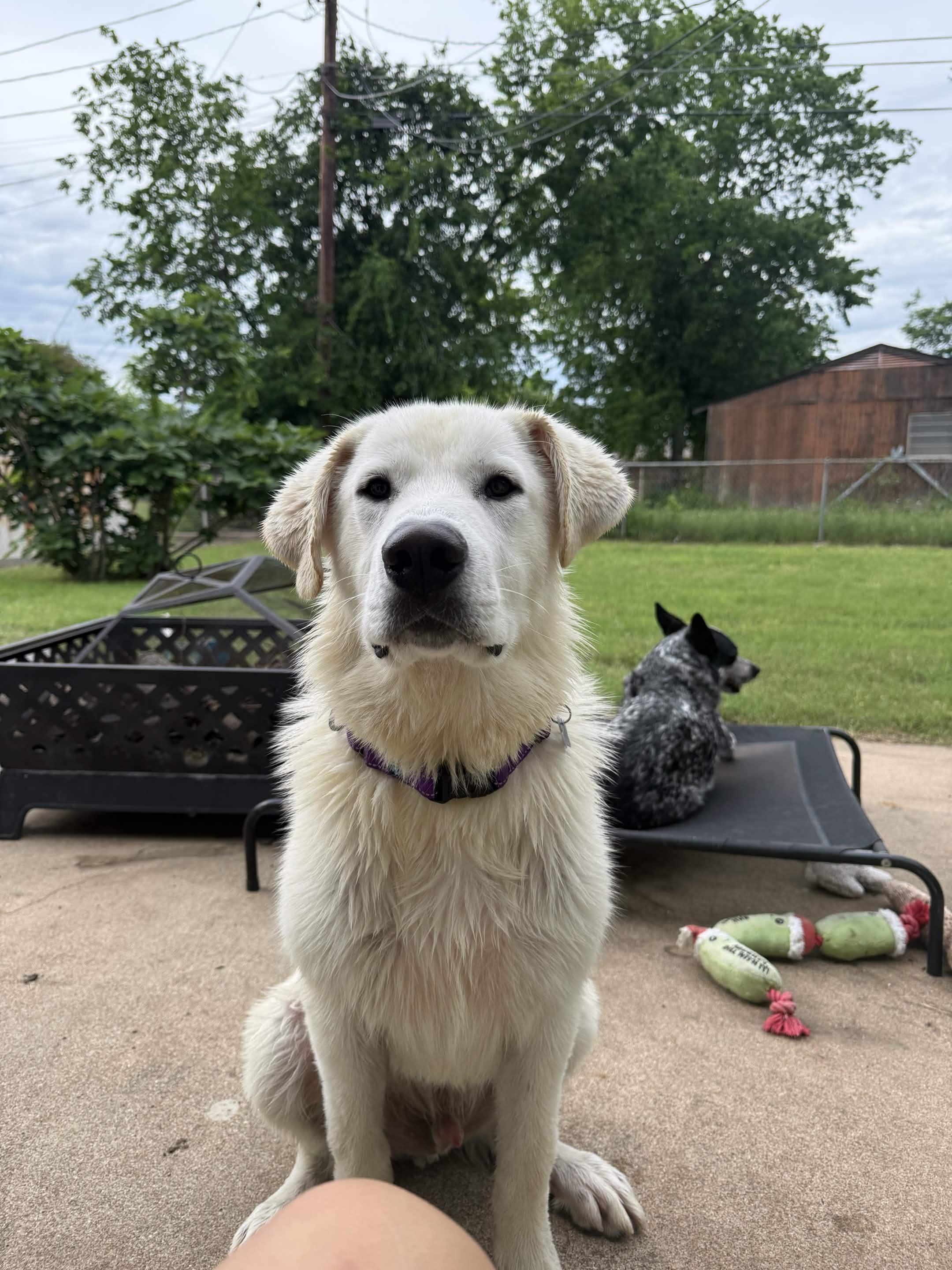Boone, an adopted mixed breed in Austin, TX image 5/5