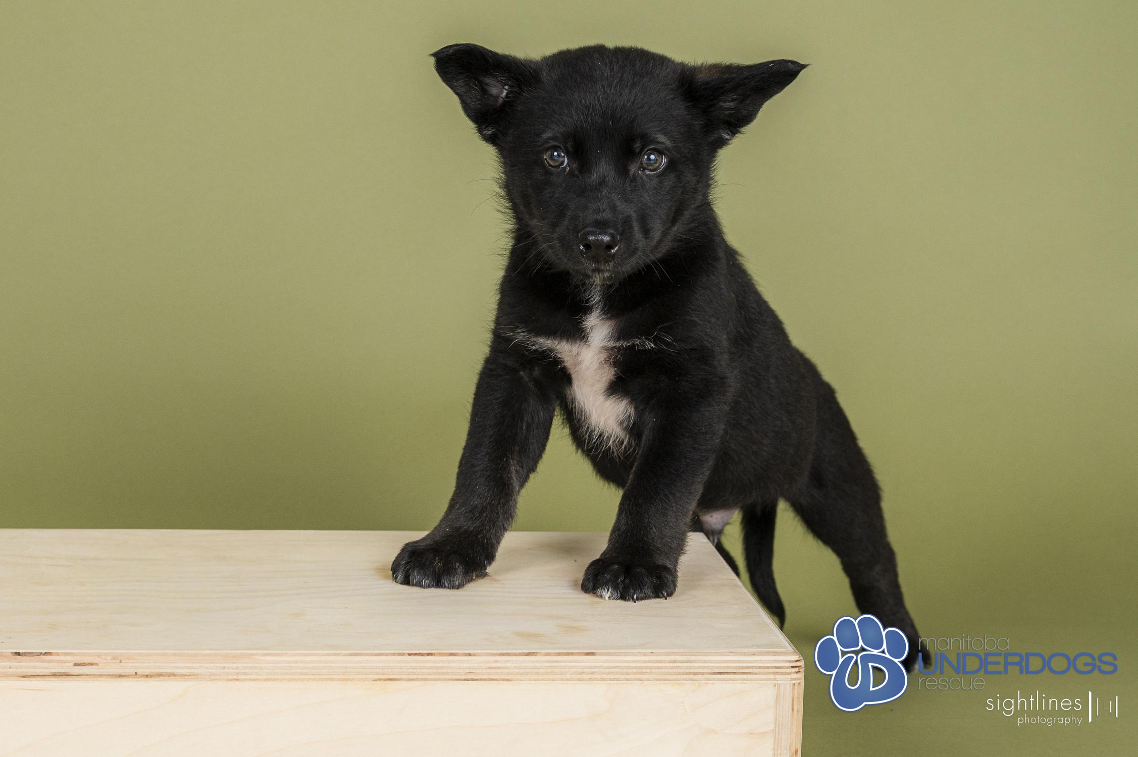 Marius, a Adoptable mixed breed in Winnipeg, MB image 1/4