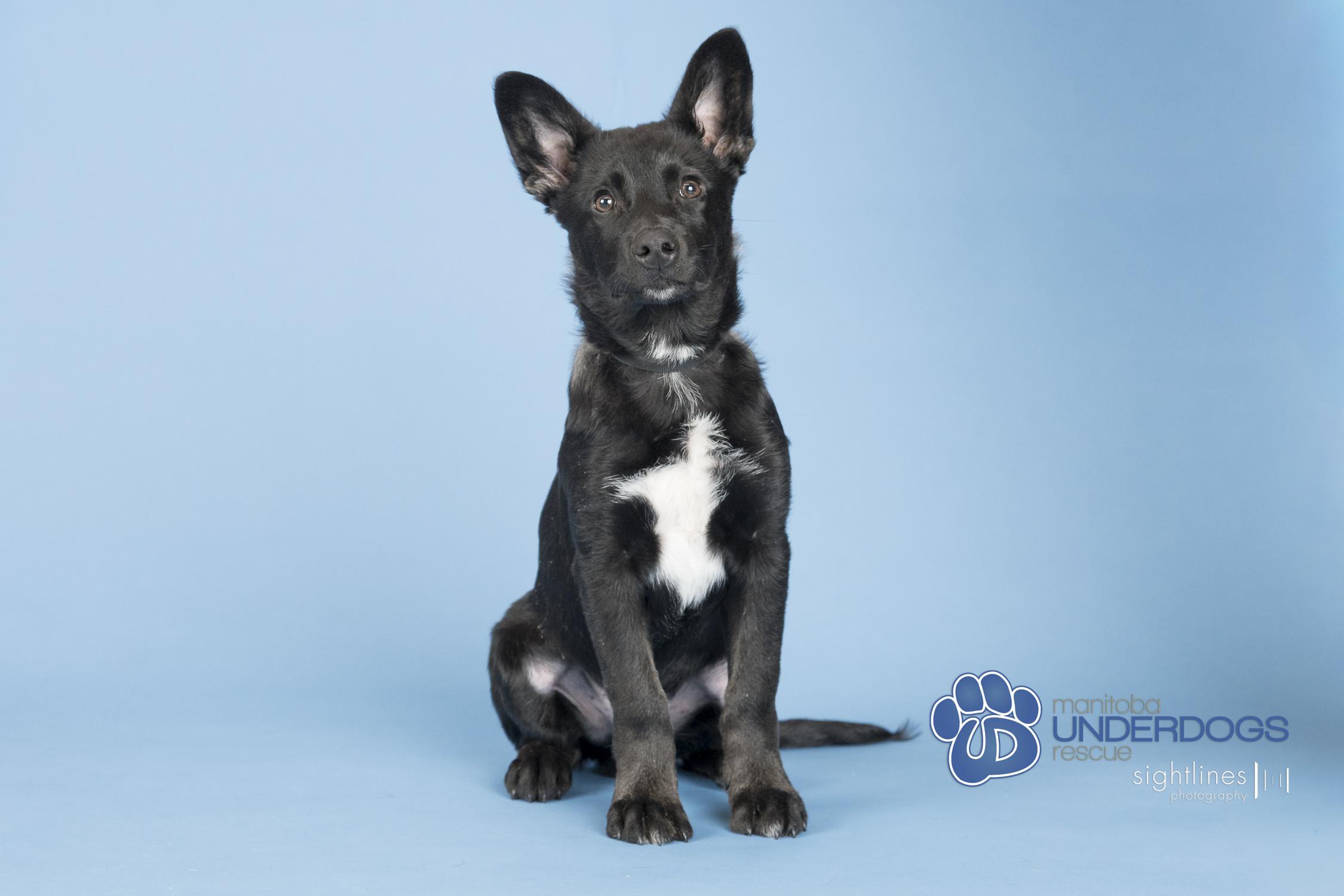 Enlarge Marius, a Adoptable mixed breed in Winnipeg, MB image 1/5
