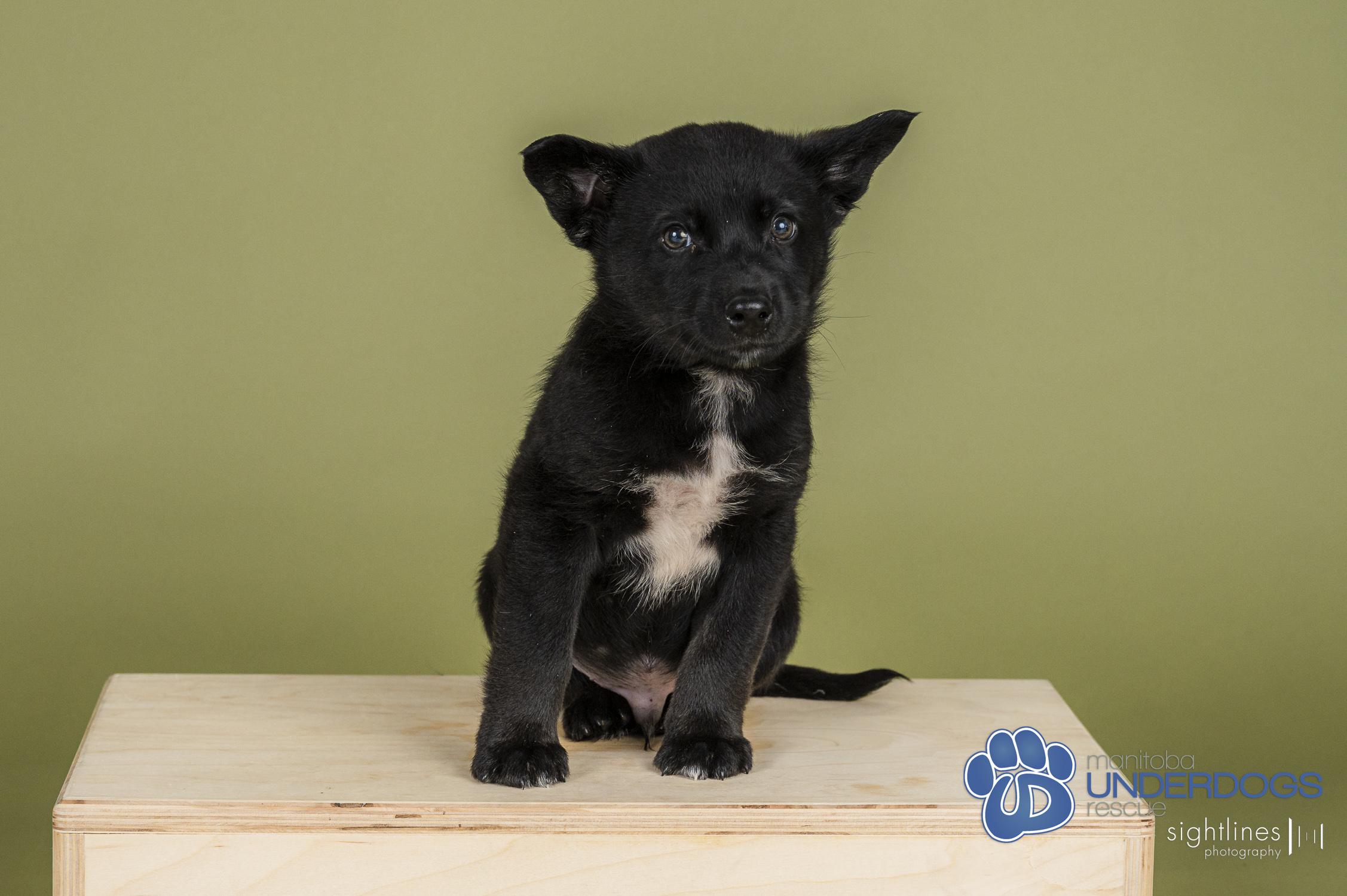 Marius, a Adoptable mixed breed in Winnipeg, MB image 2/4