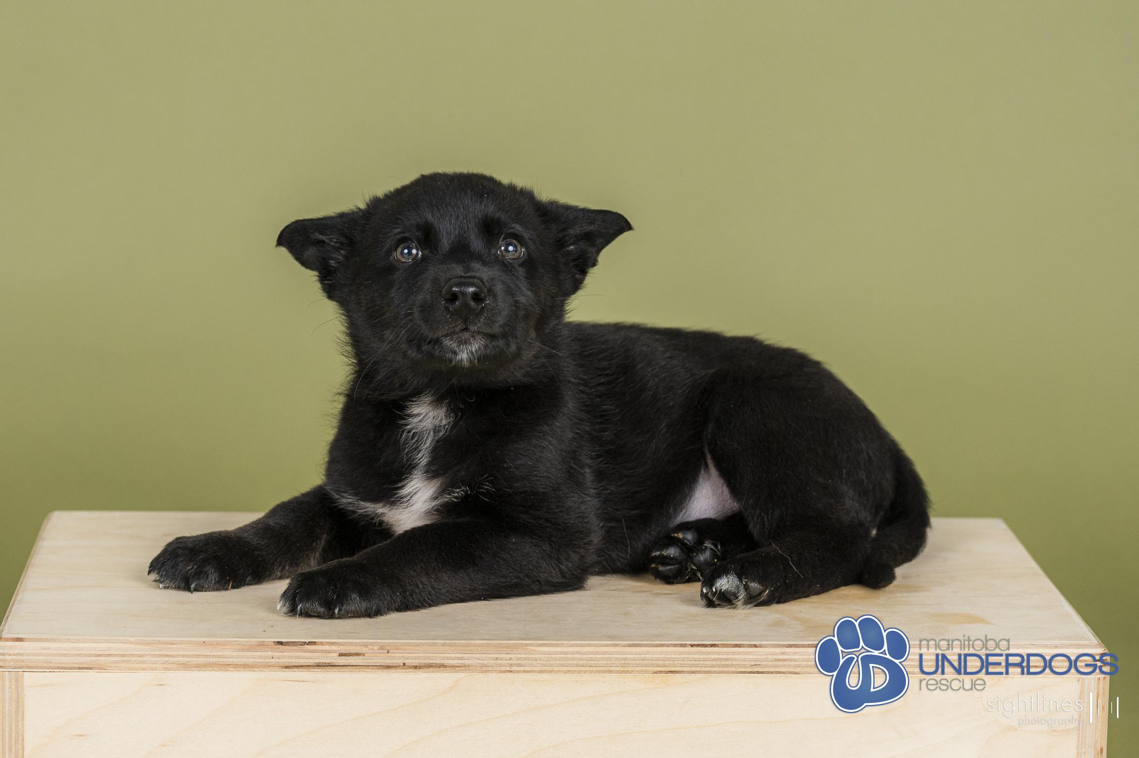 Marius, a Adoptable mixed breed in Winnipeg, MB image 3/4
