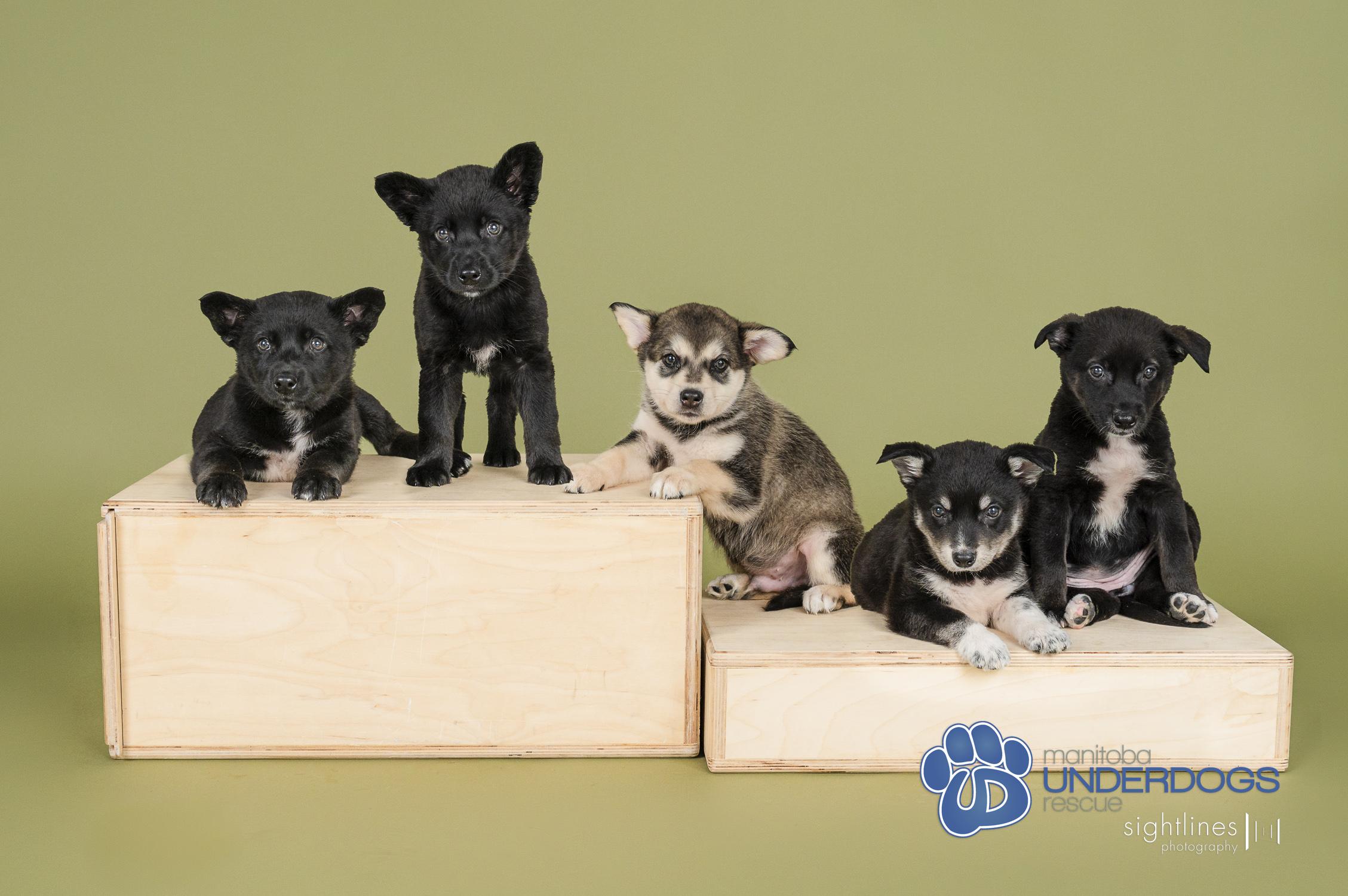 Marius, a Adoptable mixed breed in Winnipeg, MB image 4/4
