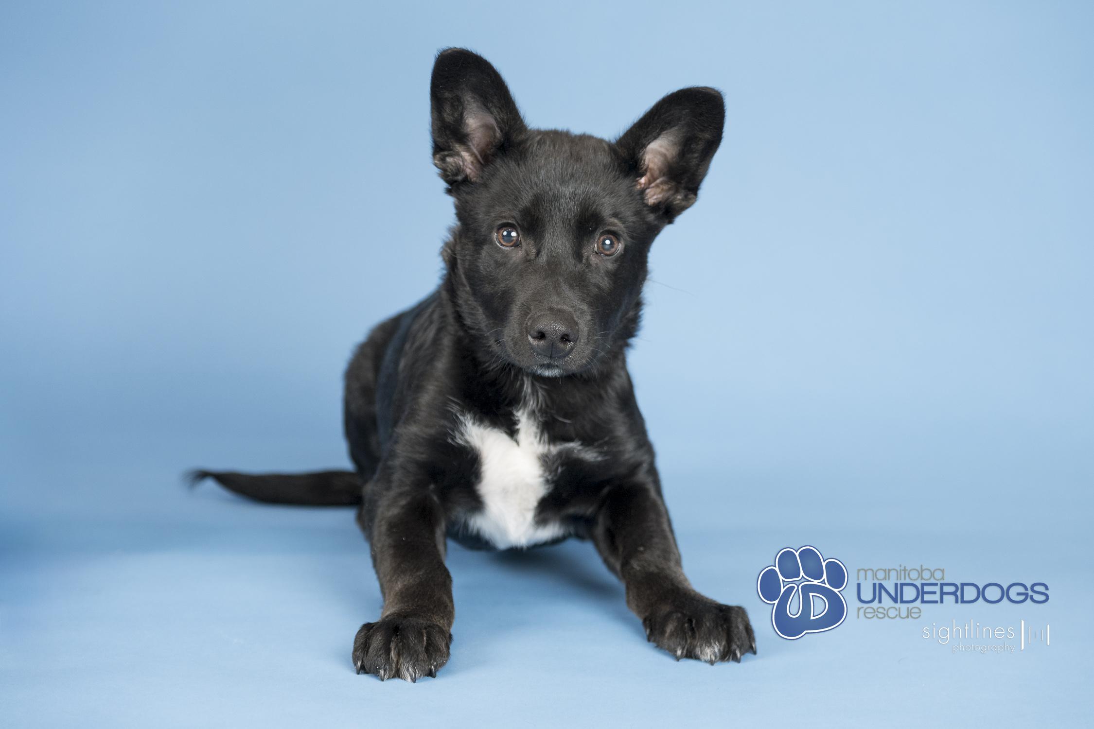 Enlarge Marius, a Adoptable mixed breed in Winnipeg, MB image 2/5