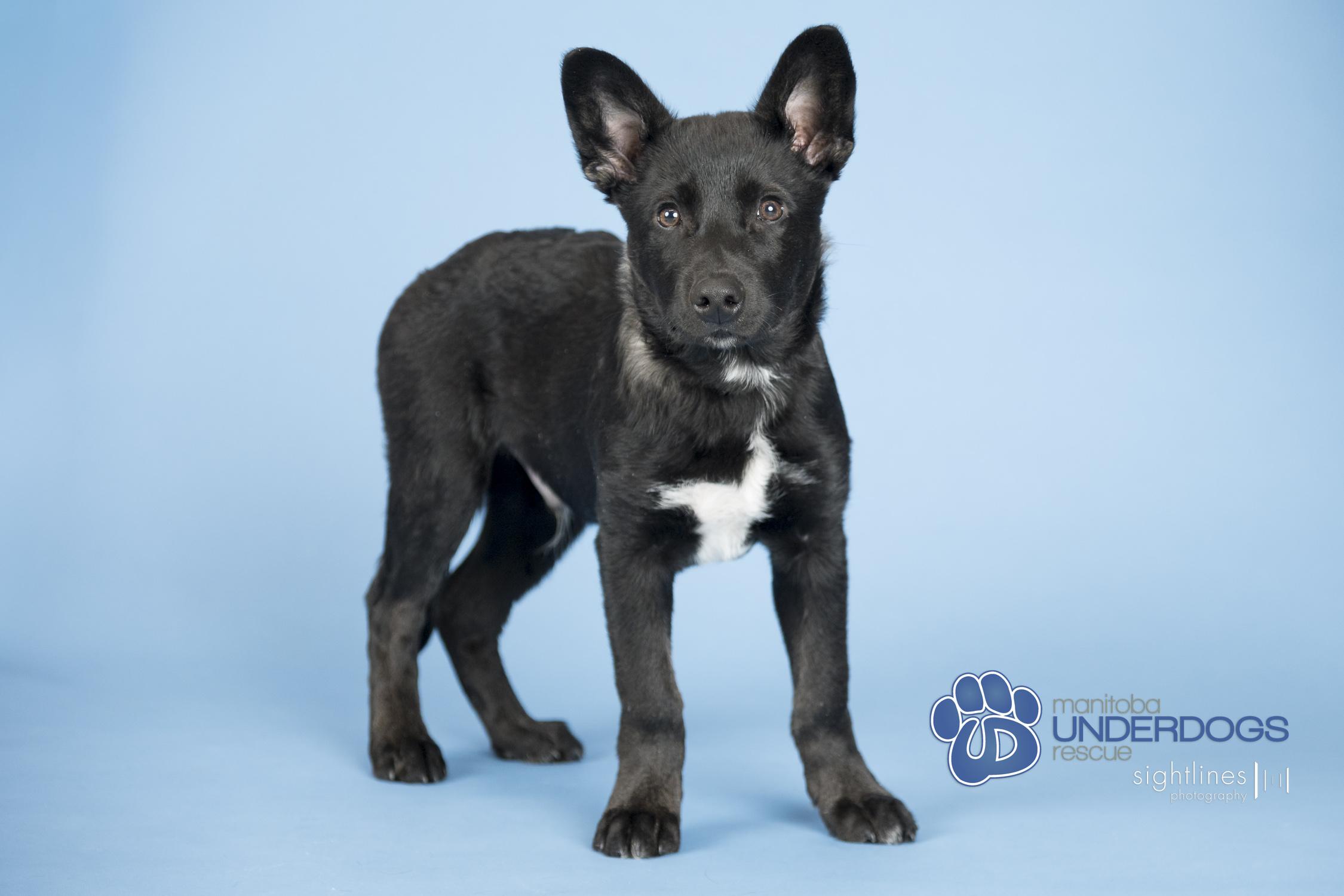 Enlarge Marius, a Adoptable mixed breed in Winnipeg, MB image 4/5