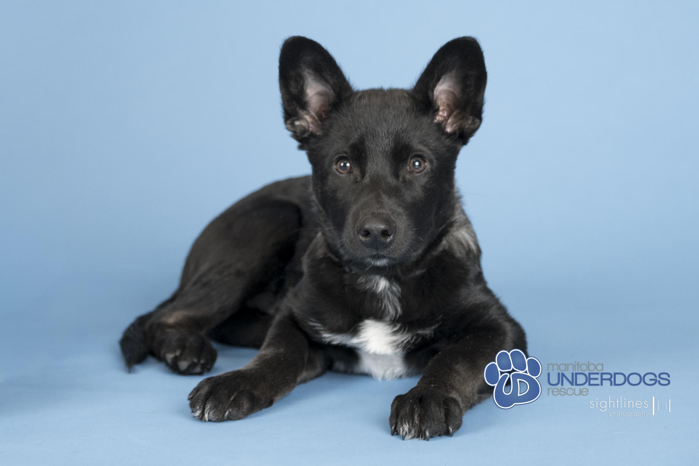 Enlarge Marius, a Adoptable mixed breed in Winnipeg, MB image 5/5