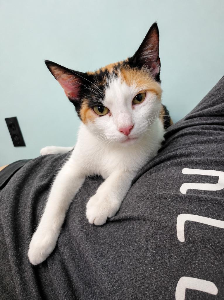 Enlarge Dolly (Bit of Calico), a Adoptable Calico in Hardeeville, SC image 1/2
