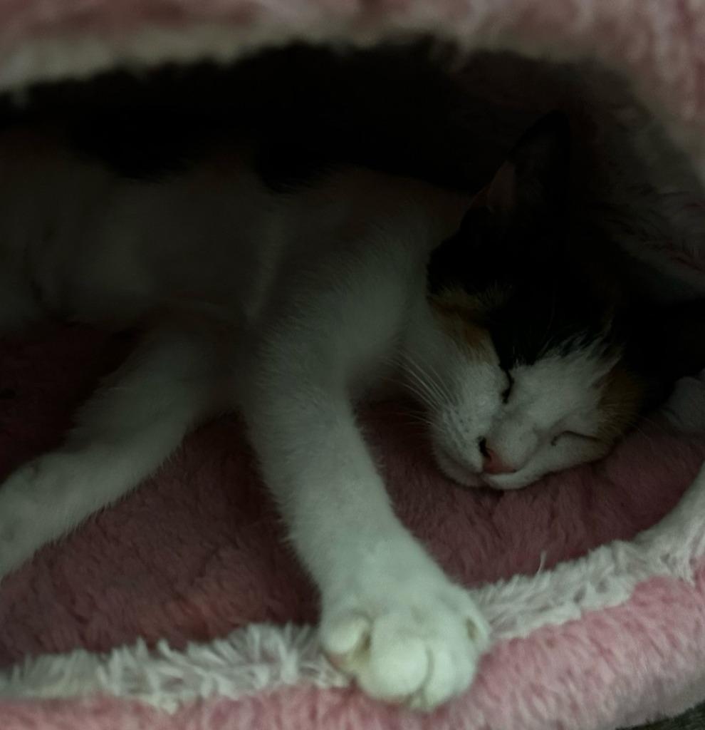 Enlarge Dolly (Bit of Calico), a Adoptable Calico in Hardeeville, SC image 2/2
