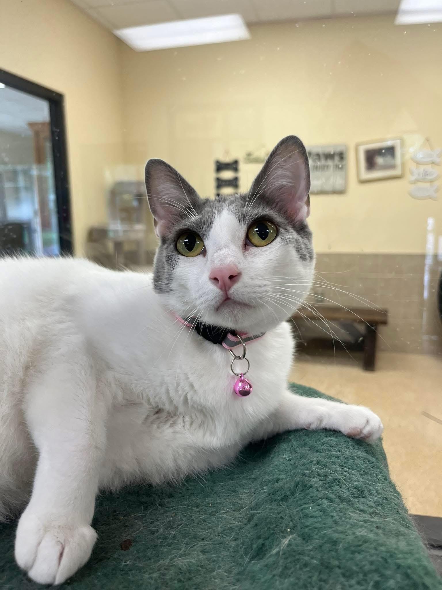 Chelsea, an adoptable Domestic Short Hair in Kerrville, TX, 78028 | Photo Image 2