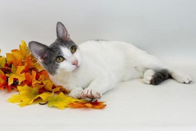 Chelsea, an adoptable Domestic Short Hair in Kerrville, TX, 78028 | Photo Image 1